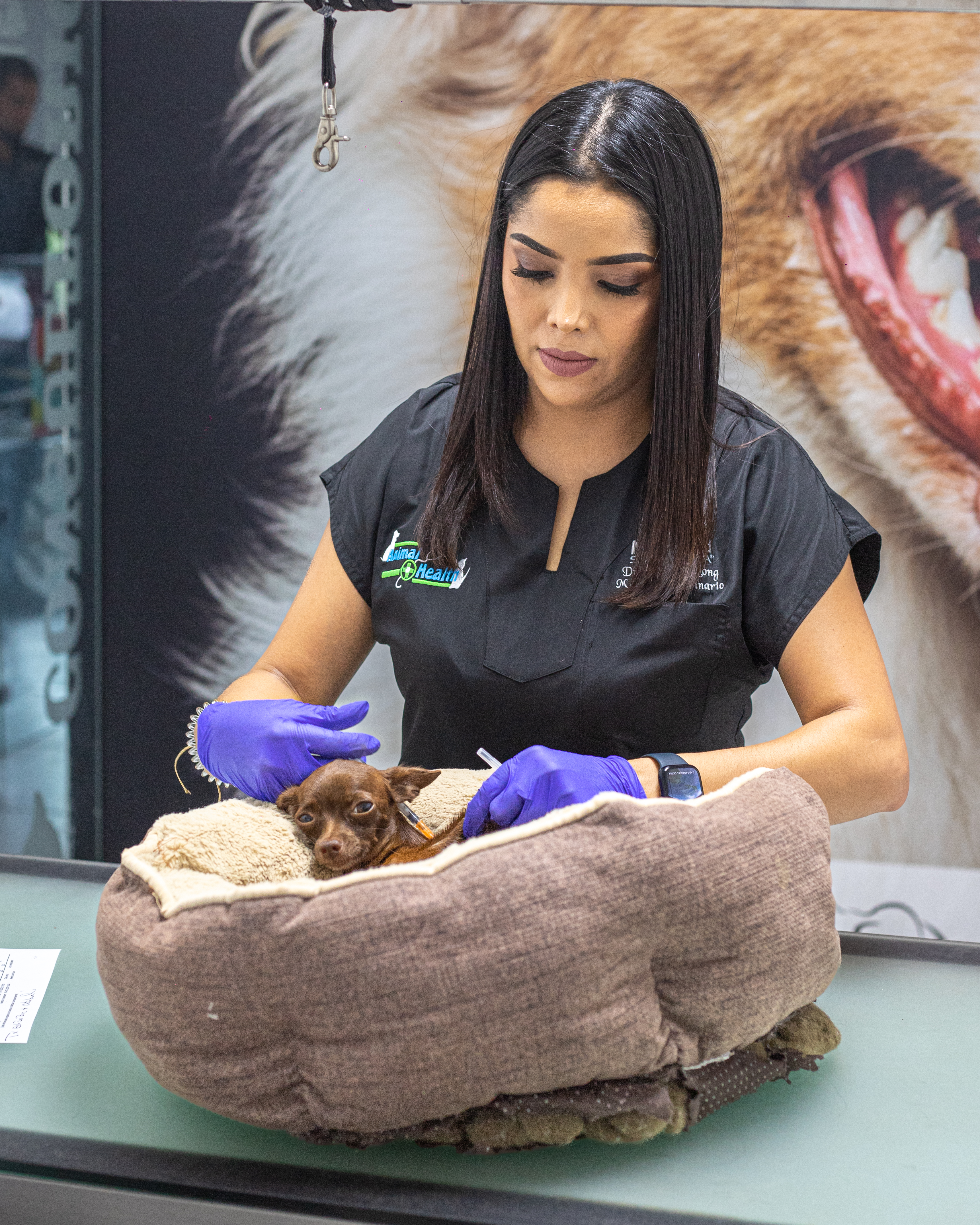 Veterinaria